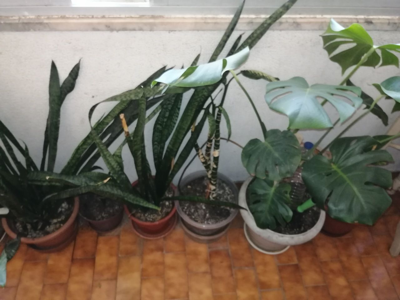 Plantas interior e exterior