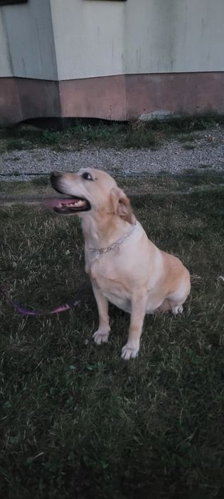 Labrador suka dorosła.