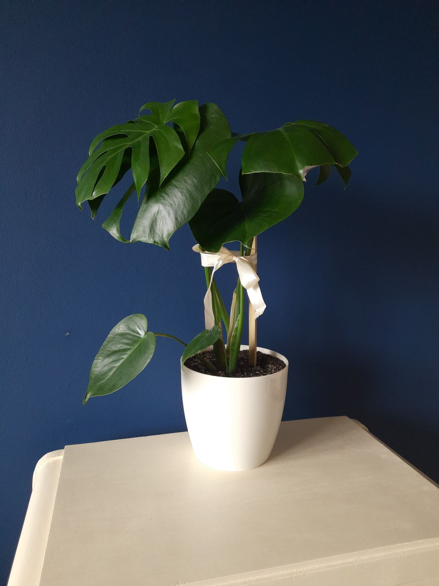 Kwiat monstera 80 cm