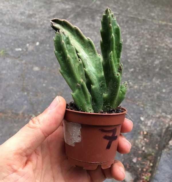 Stapelia grandiflora nr 7 duże włochate kwiaty