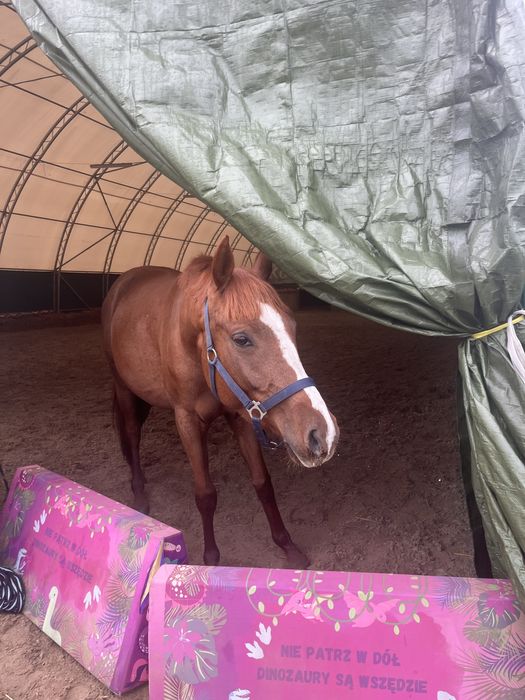 przyszlosciowy walach