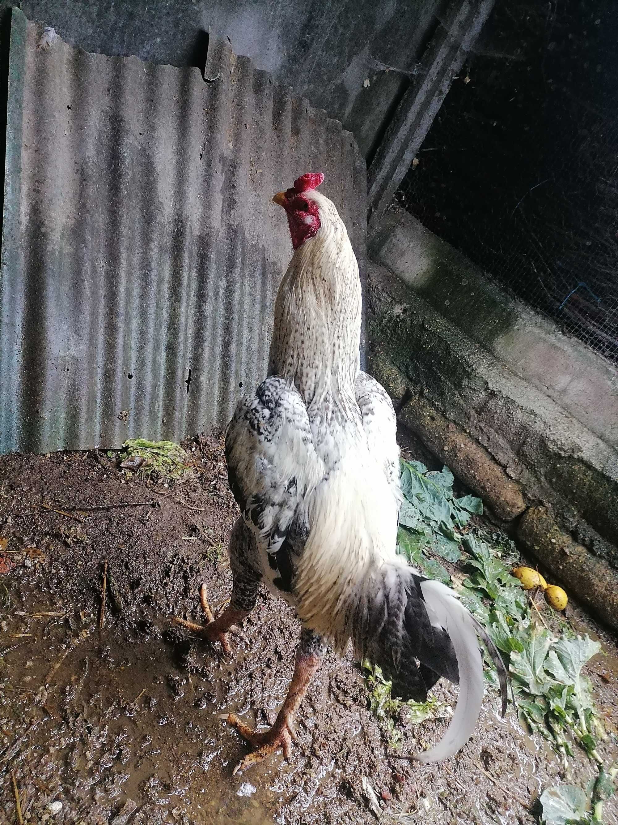 Pintos índio gigante brasileiro