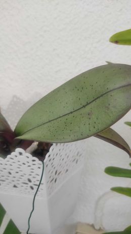 Phaleonopsis matizada