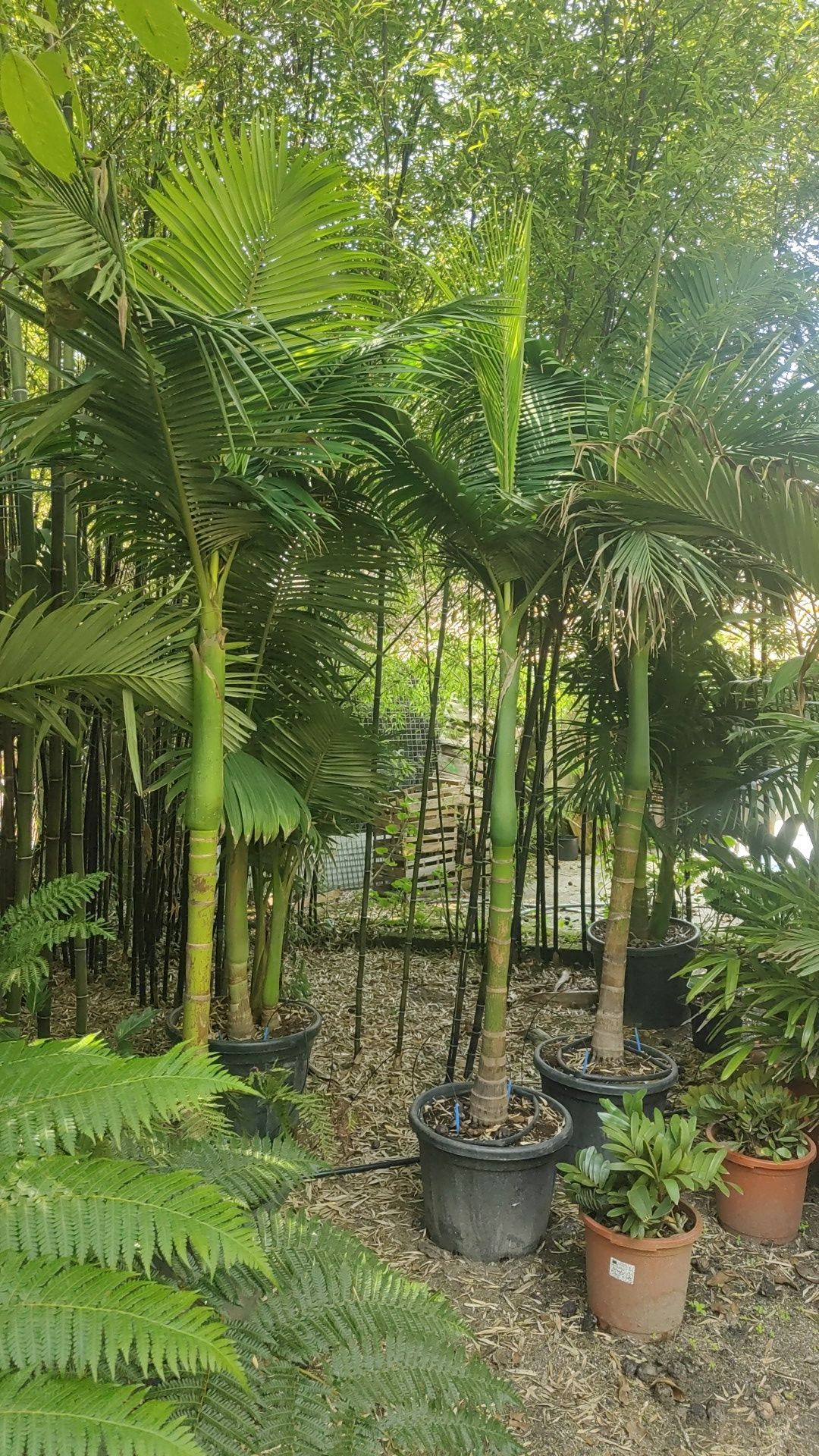 Palmeiras e Plantas Tropicais - Várias espécies e tamanhos