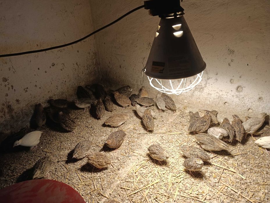 Przepiórki japońskie