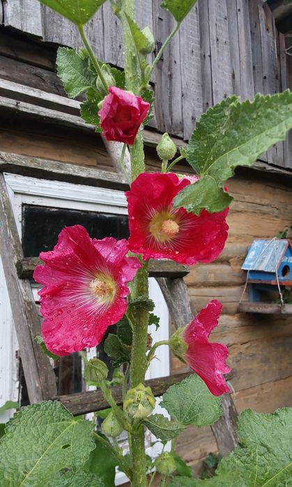 Корінь фіолетових жоржин. Корни георгин. Насіння мальви