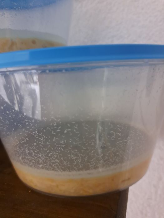 Nicień mikro pokarm