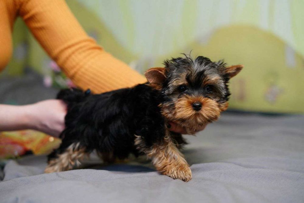 Йорк у серці: знайди свого друга!