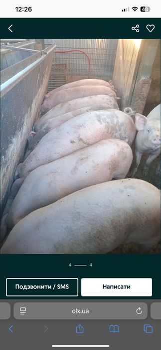 Продаж домашнього свиного м'яса Тушка 135 кг