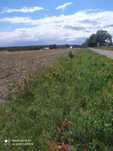 Sprzedam działki budowlane Dębno - Klepin 15 arów.