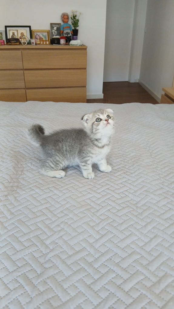 Fêmea scottish fold