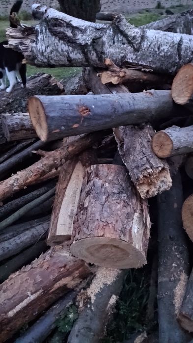 Sprzedam drewno iglaste i liściaste