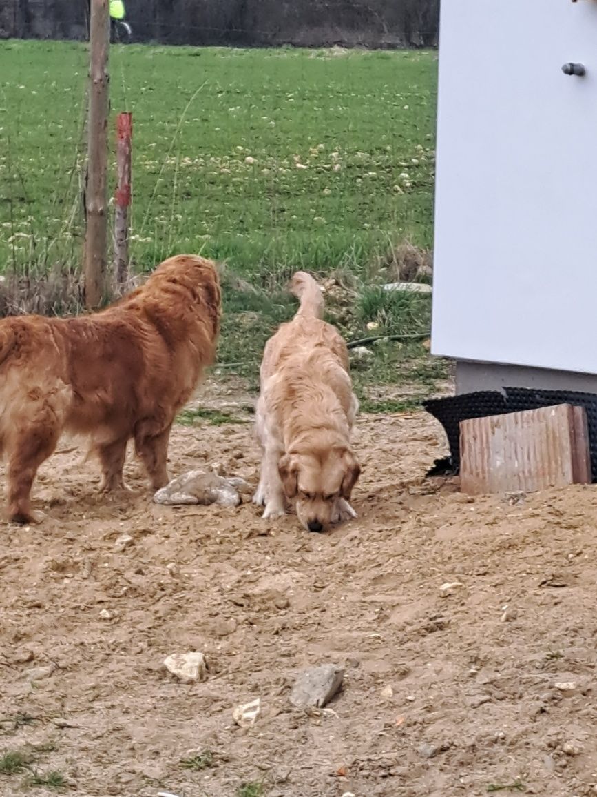 Golden Retriever – ciemnozłoty piesek szuka kochającego domu