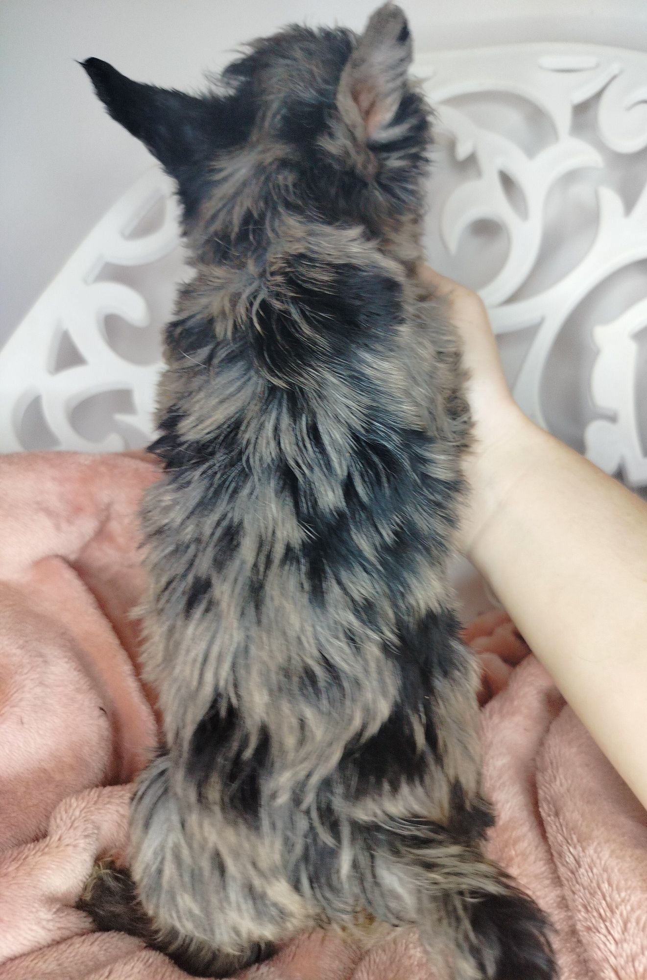 ZAREZERWOWANA. Yorkshire Terrier, Blumerle, suka
