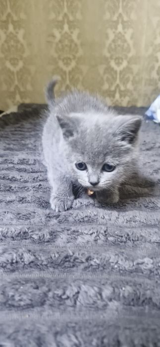 Продам маленьких Британців