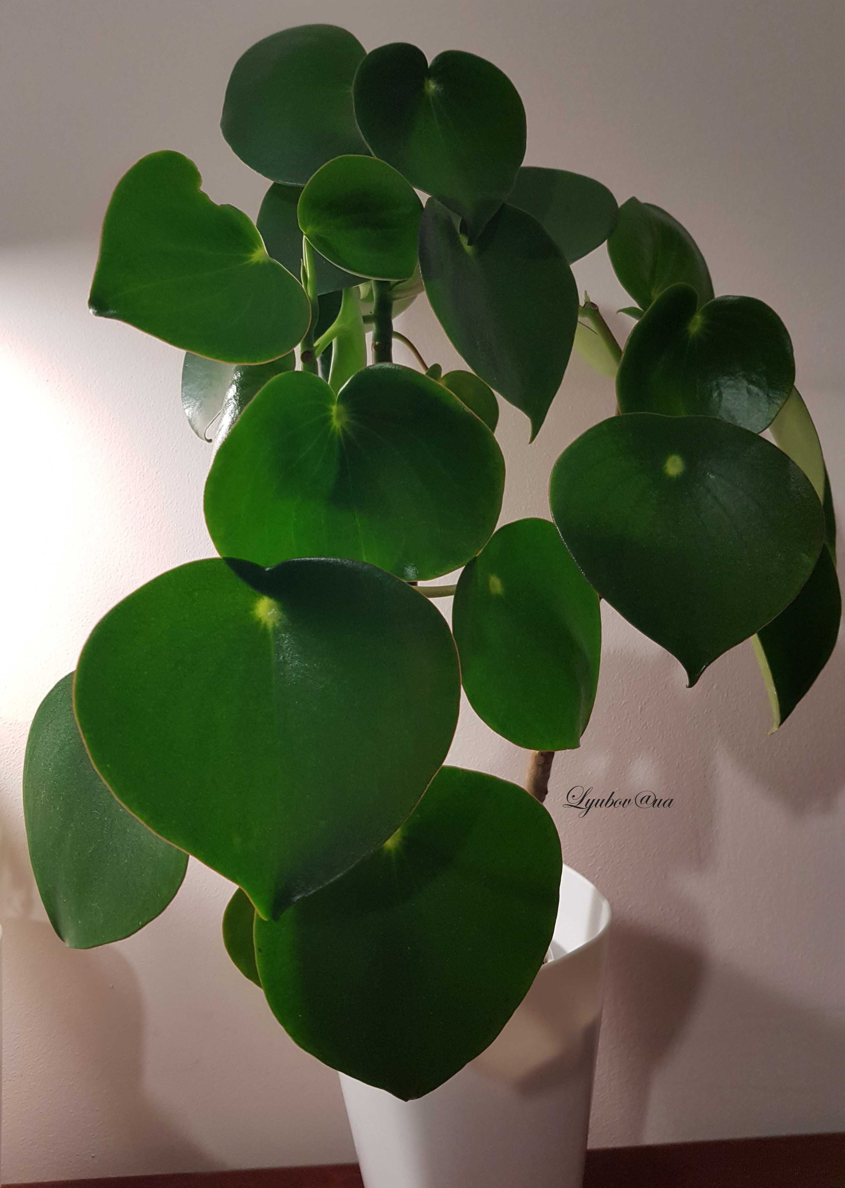 Пеперомія Рейндроп (Peperomia polybotrya raindrop)