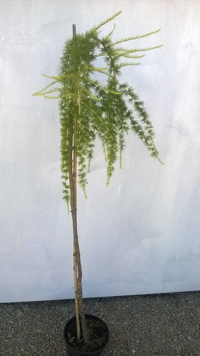 Modrzew płaczący PENDULA szczepiony NA PNIU wys. 150 cm