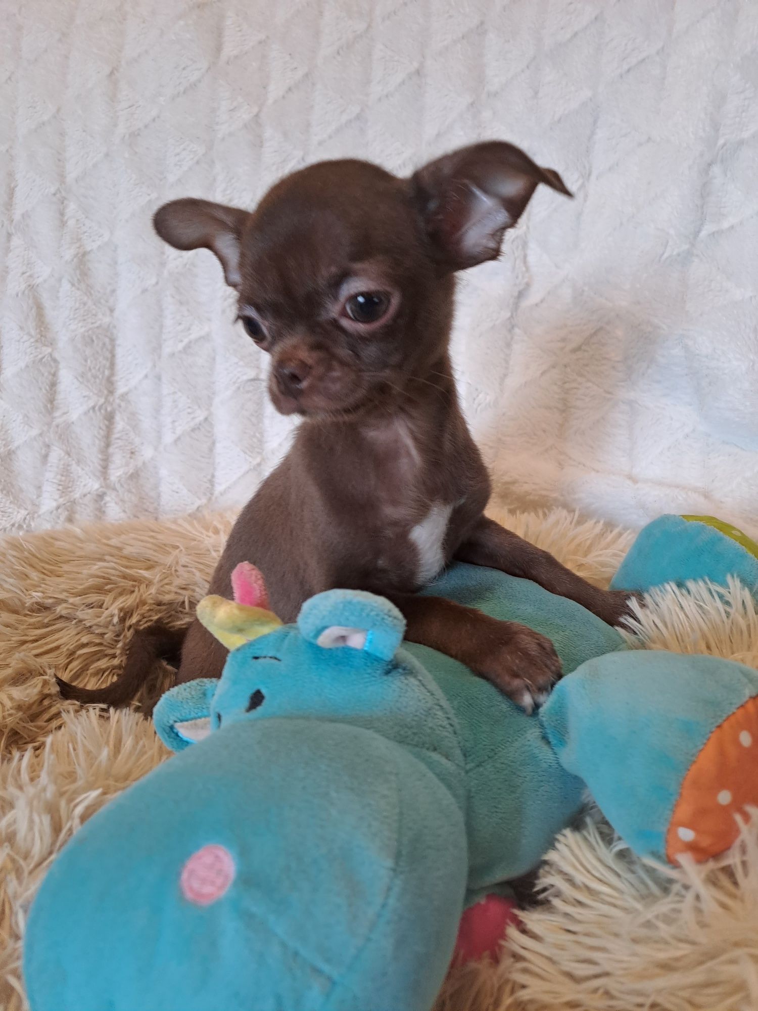 **WAFEL**piesek chihuahua  choco gotowy do zmiany opiekuna
