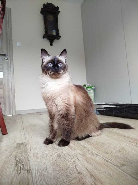 FRIDA - 11-letnia kotka w typie rasy szuka kochającego domu na zawsze