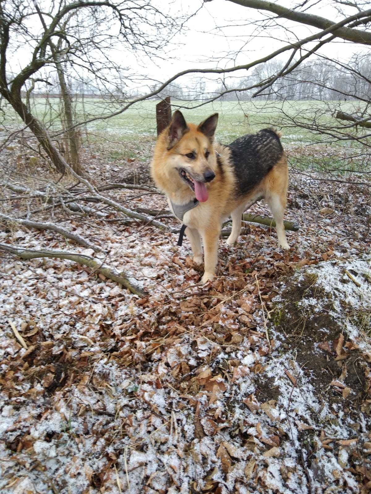 Kokos - pies uratowany z mordowni w Wojtyszkach