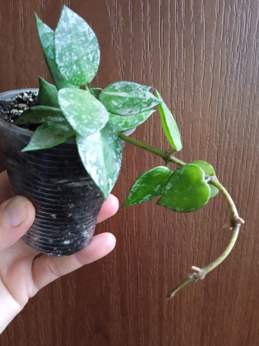 Хойя лакуноза ескімо сплеш