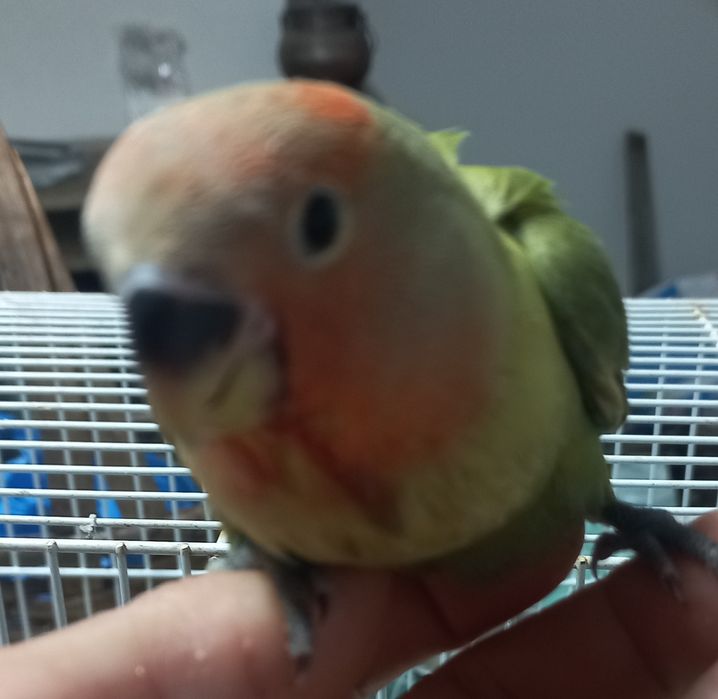 Agapornis criados a mão