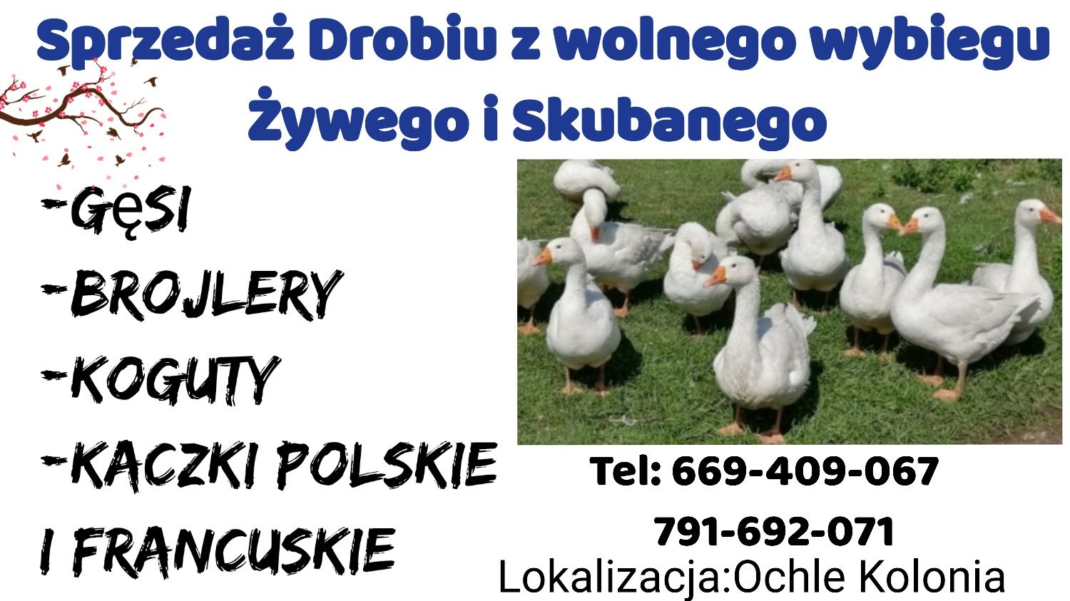 Drób z wolnego wybiegu