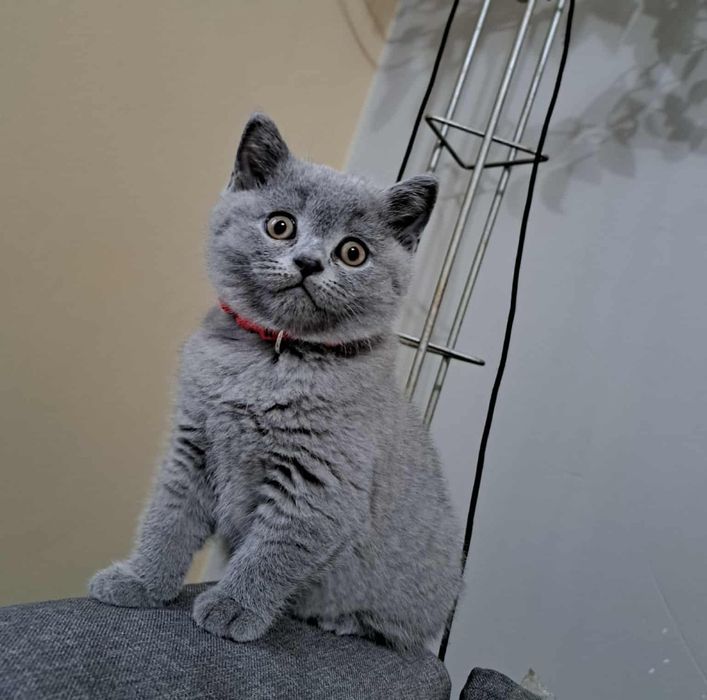 Kotka Brytyjska niebieska, Rodowodów 5 pokoleniowy.