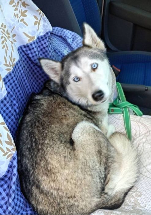 Отдам даром в добрые руки собаку породы Хаски