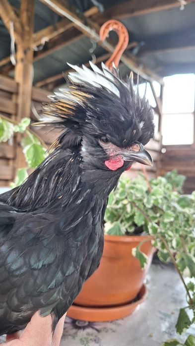 Sprzedam koguty czubatka silka jedwabista , silka satyna, kochin