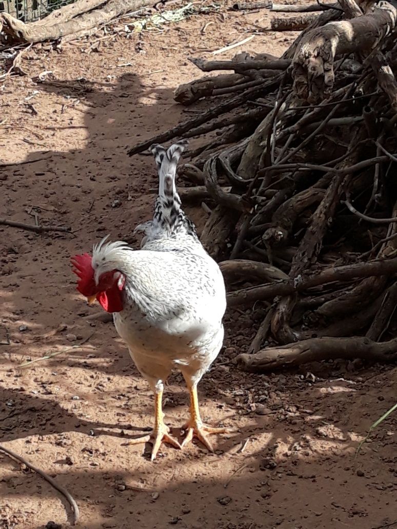 Galos de raça, dos ovos azuis