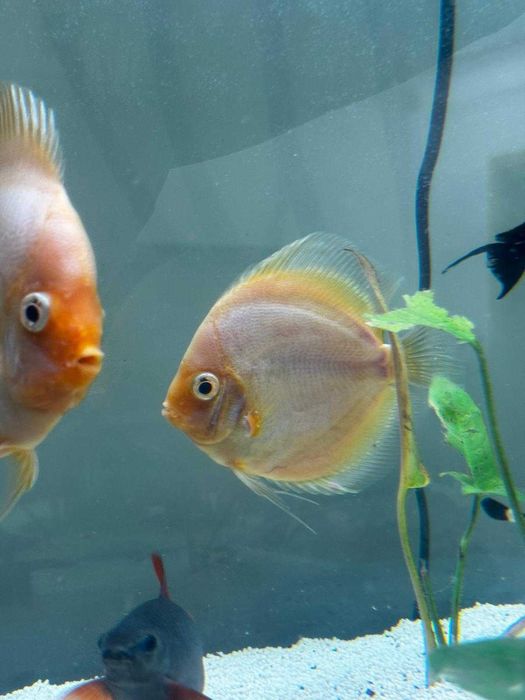Discus Snow White 12-14cm
