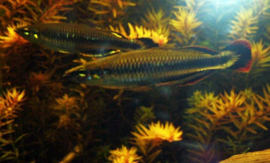 Bedocja Madagaskarska MASSON