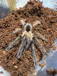 Ephebopus murinus samica 2dc