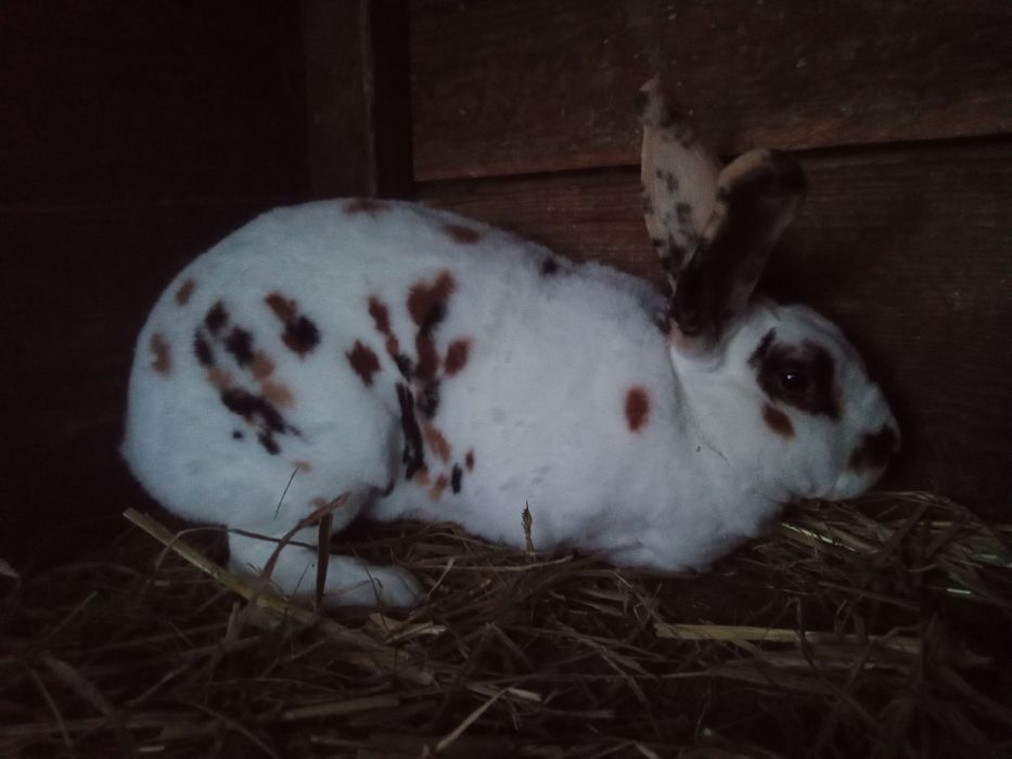 Rex trójbarwny samica