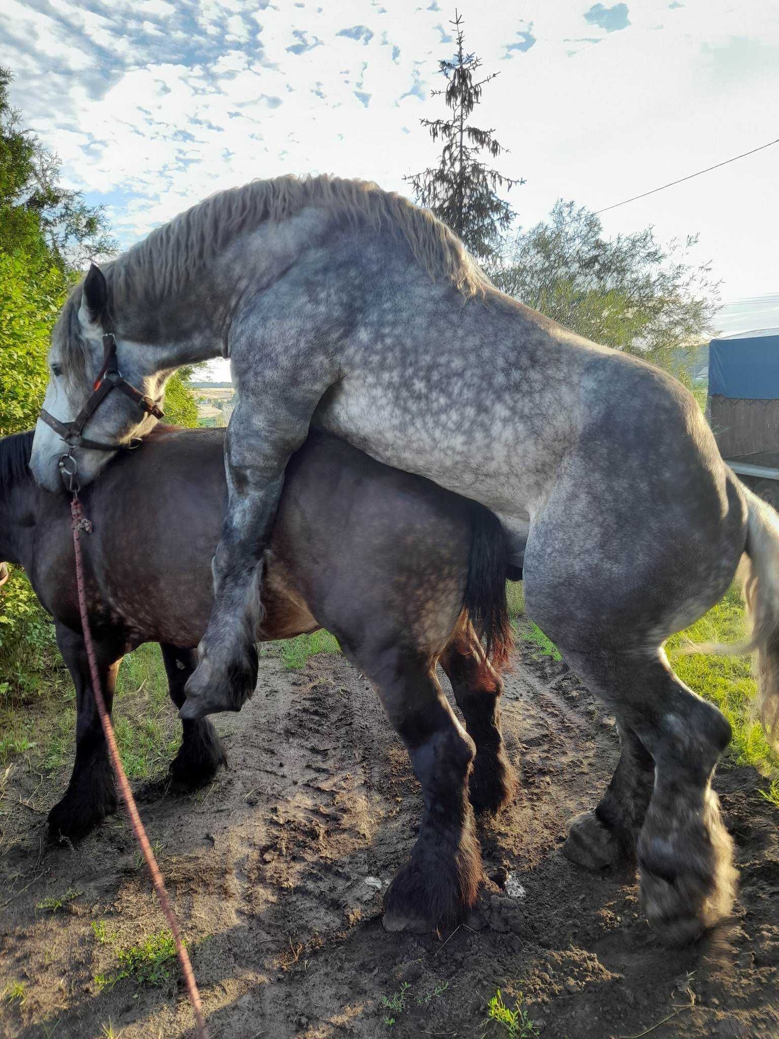 Sprzedam pięknego ogiera zimnokrwistego