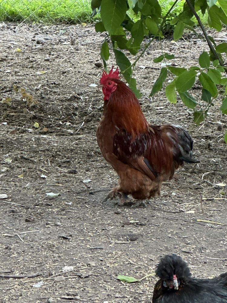 Kochiny miniaturowe