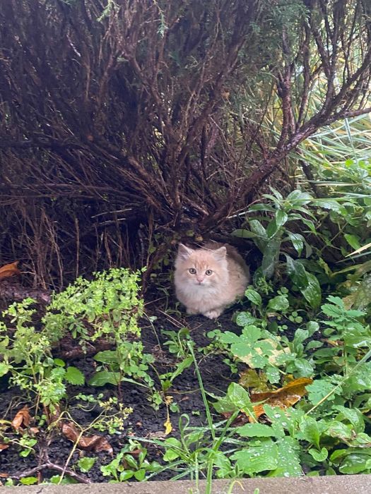Персиковий Котик, шукає сімʼю