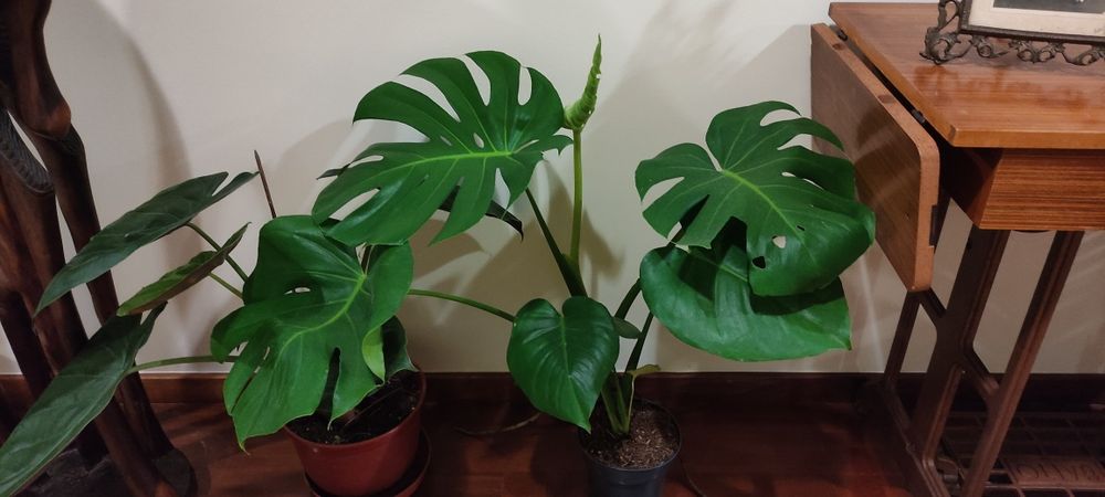 Monsteras deliciosa gigantes