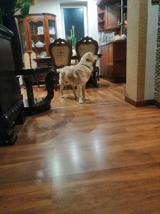 Golden Retriever z Rodowodem suczka dorosła