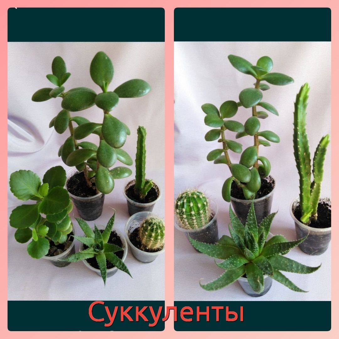 Оксалисы 3с., суккуленты: кактус стапелия алое крассула каланхое лечеб