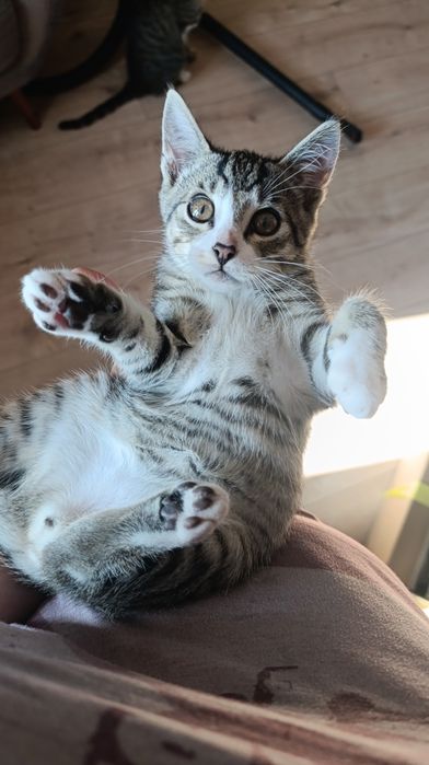 Kotki do adopcji
