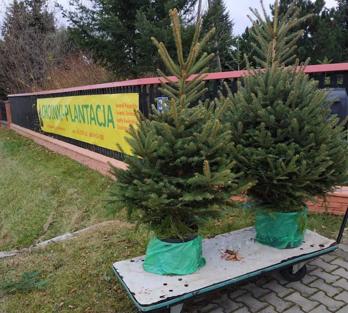 Choinki Plantacja, Świerki, Srebrne, Jodły, Doniczki