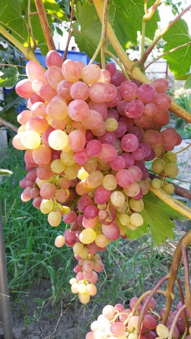 Черенки Саженцы Винограда