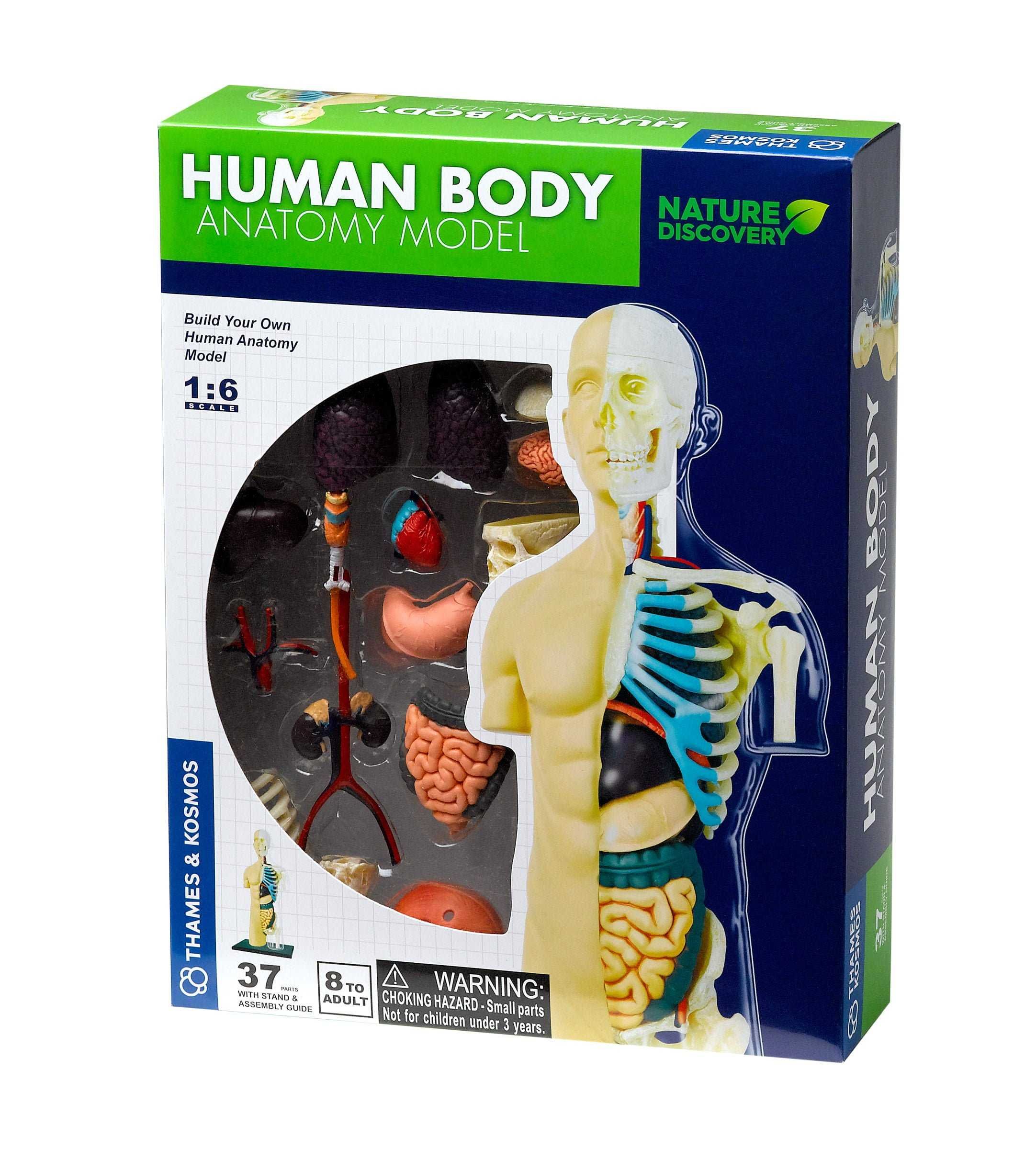 Corpo Humano Anatomia ENVIO GRATUITO