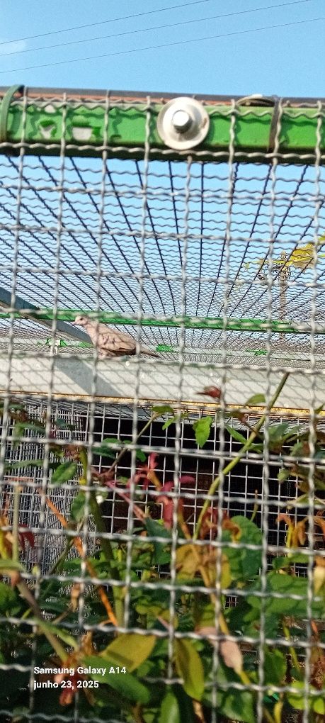 Aves criadas em cativeito