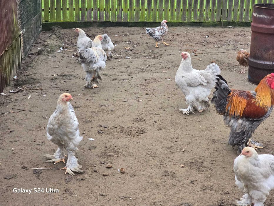 Brahma olbrzymia isabell