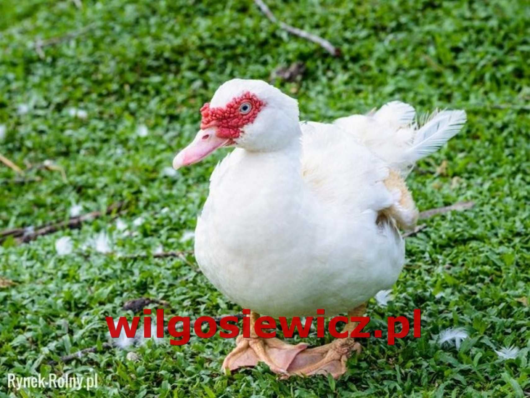 Kaczki, gęsi na wagę odchowane dowóz Gratis