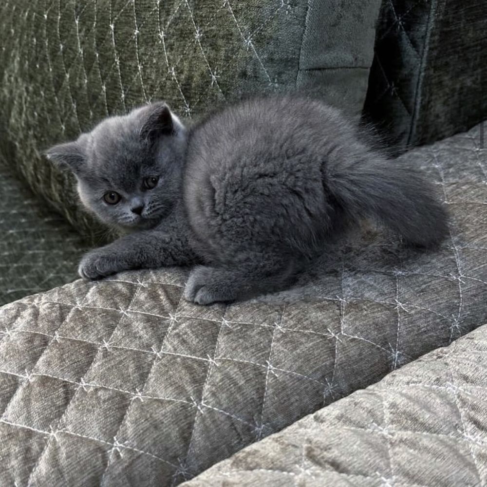 Прекрасний котик