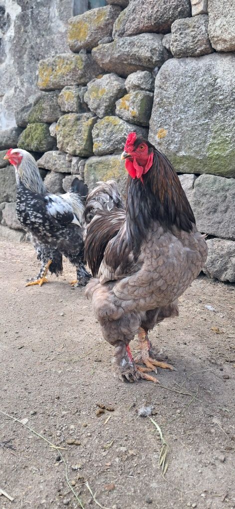 Casais de Brahmas